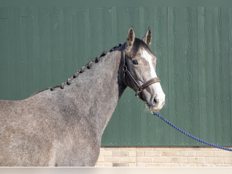 Anglo European Studbook Mare 6 years 16 hh Gray-Dapple in Gloucester