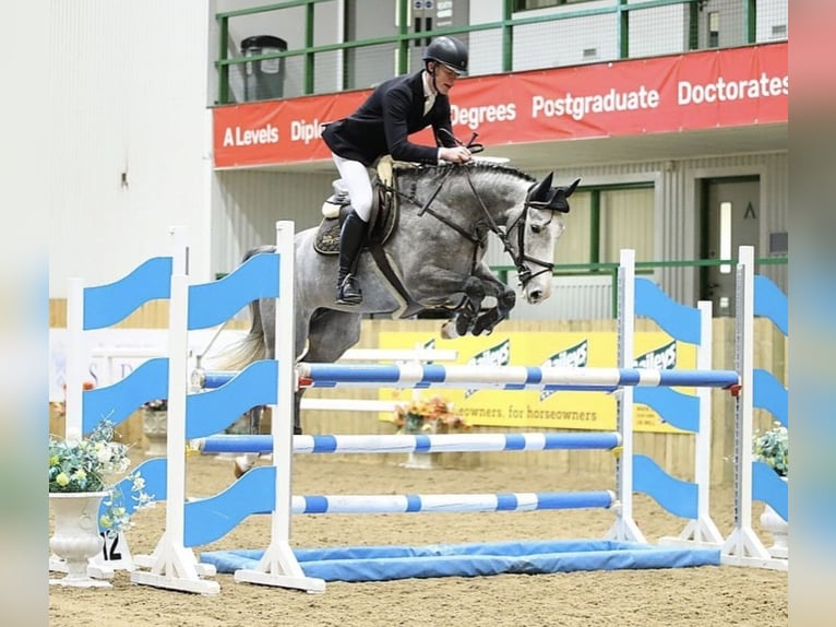 Anglo European Studbook Mare 6 years 16 hh Gray-Dapple in Gloucester