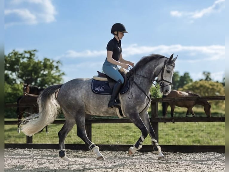 Anglo European Studbook Mare 6 years 16 hh Gray-Dapple in Gloucester