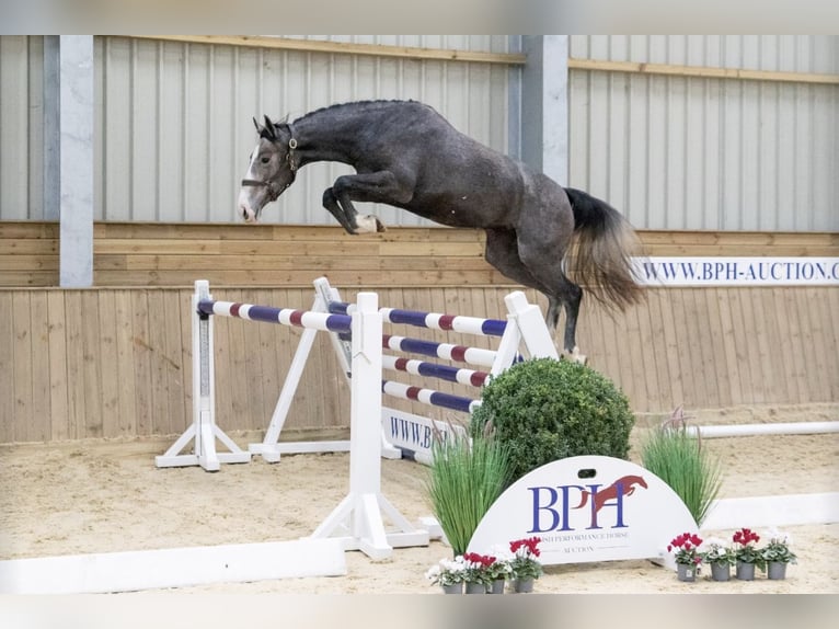 Anglo European Studbook Mare 6 years 16 hh Gray-Dapple in Gloucester