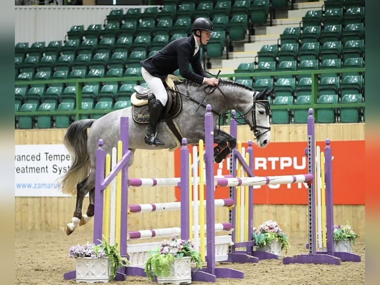 Anglo European Studbook Mare 6 years 16 hh Gray-Dapple in Gloucester