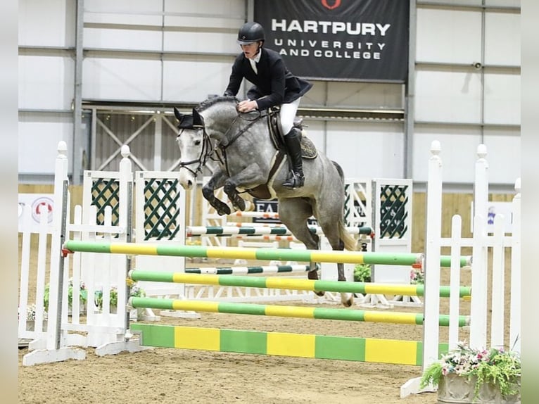 Anglo European Studbook Mare 6 years 16 hh Gray-Dapple in Gloucester