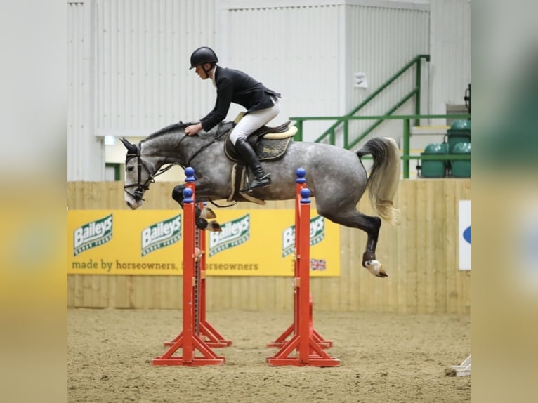 Anglo European Studbook Mare 6 years 16 hh Gray-Dapple in Gloucester