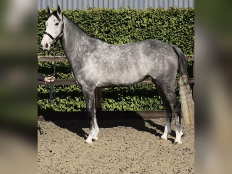 Anglo European Studbook Mare 6 years 16 hh Gray-Dapple in Gloucester