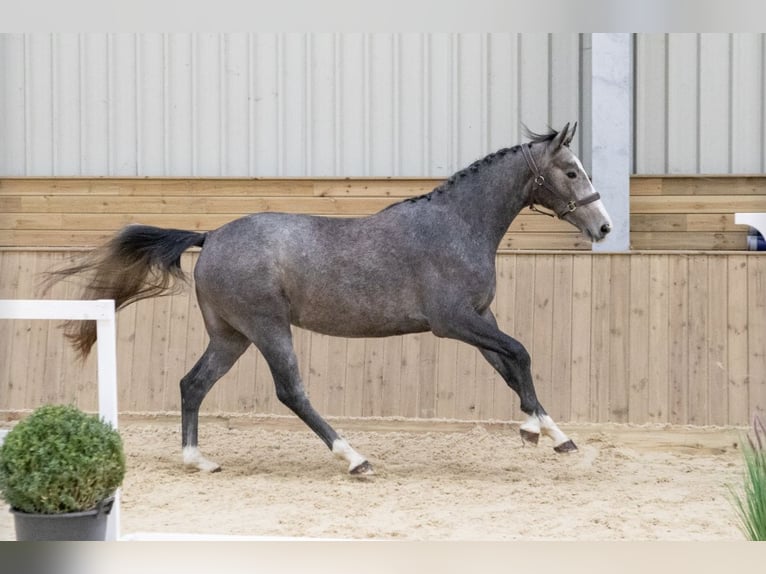 Anglo European Studbook Mare 6 years 16 hh Gray-Dapple in Gloucester