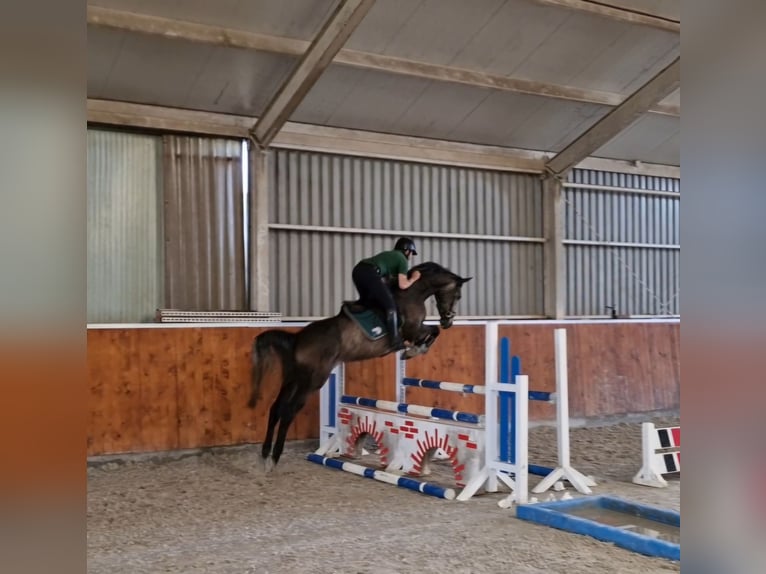 Anglo European Studbook Mare 6 years 16 hh in Ysselsteyn