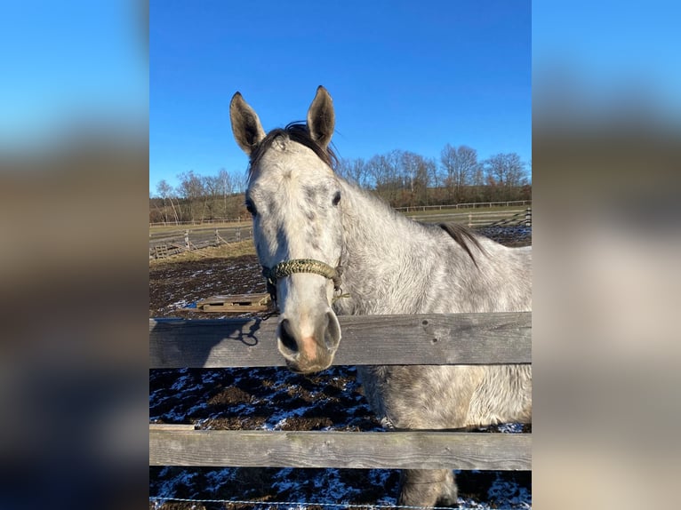 Anglo European Studbook Mare 6 years 16,1 hh Dun in Jankov