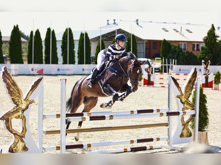 Anglo European Studbook Mare 6 years 16,1 hh Smoky-Black in Stobno Siódme