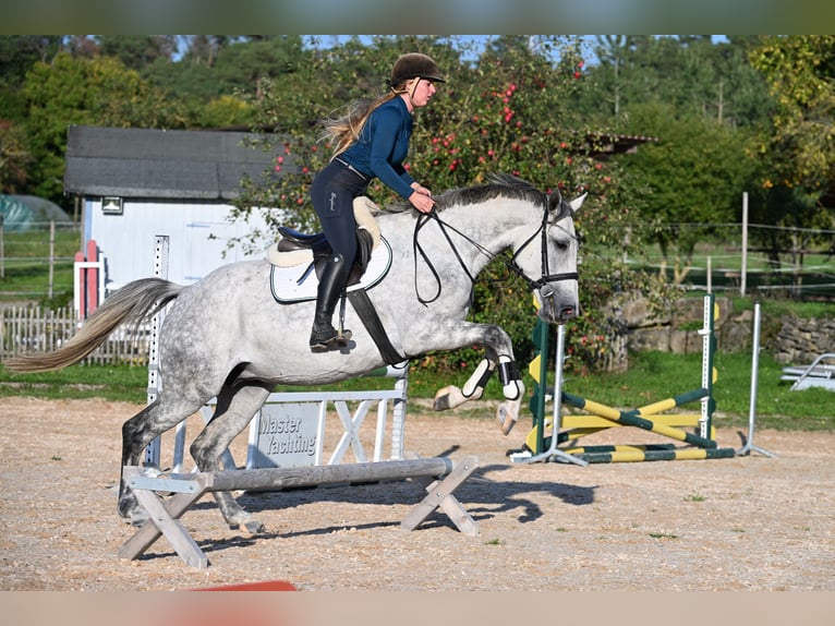 Anglo European Studbook Mare 6 years 16,2 hh Grey-Dapple in W&#xFC;rzburg