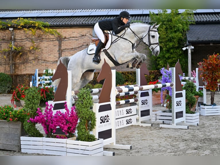 Anglo European Studbook Mare 6 years 16,2 hh Grey in Bladel