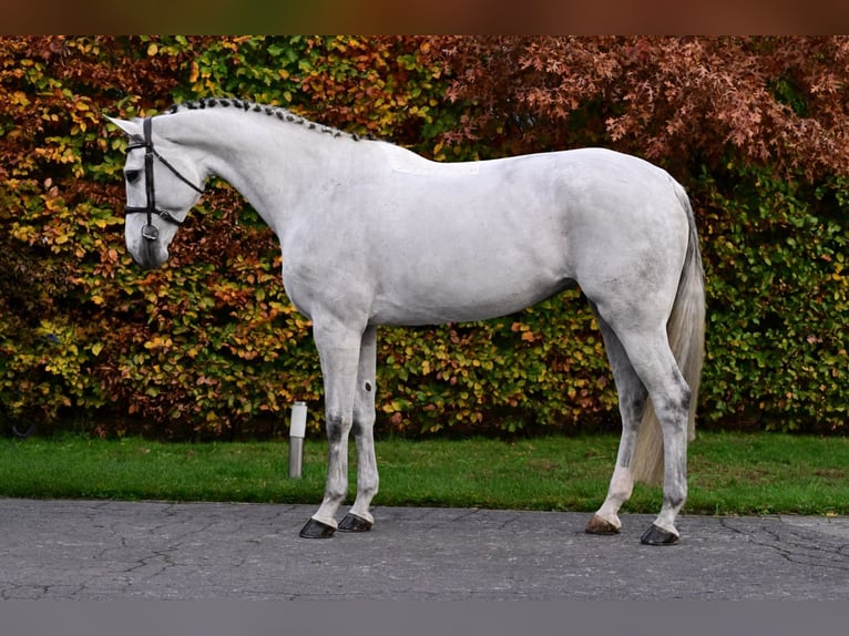 Anglo European Studbook Mare 6 years 16,2 hh Grey in Bladel