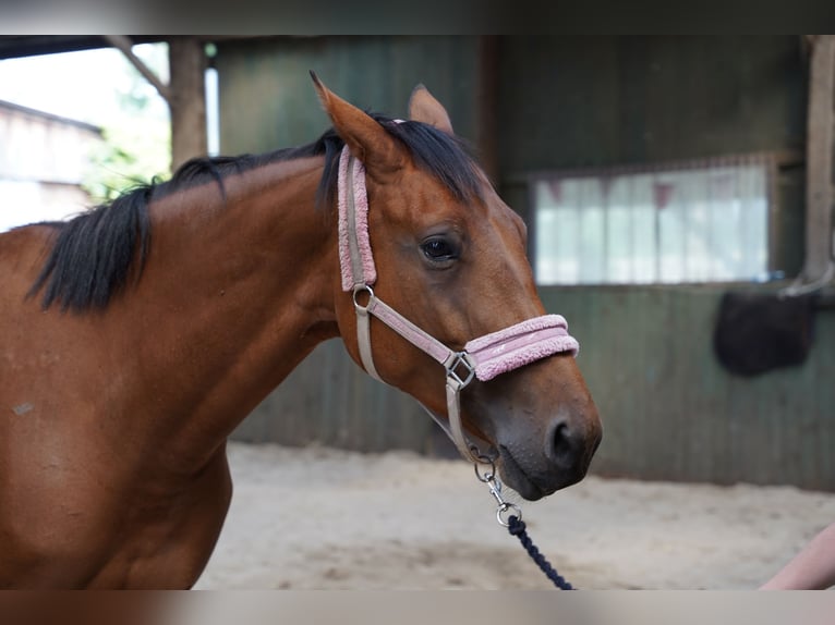 Anglo European Studbook Mare 6 years 17 hh Bay in Wroc&#x142;aw