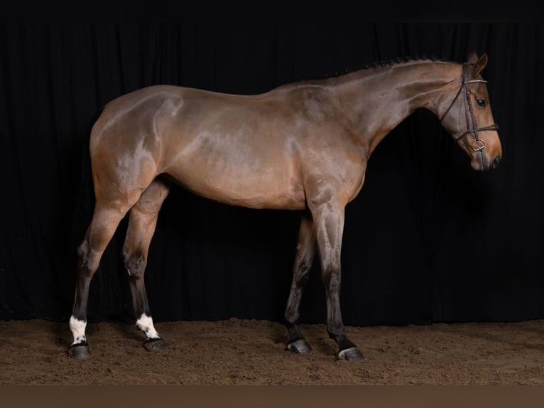 Anglo European Studbook Mare 6 years 17 hh Brown in Bladel