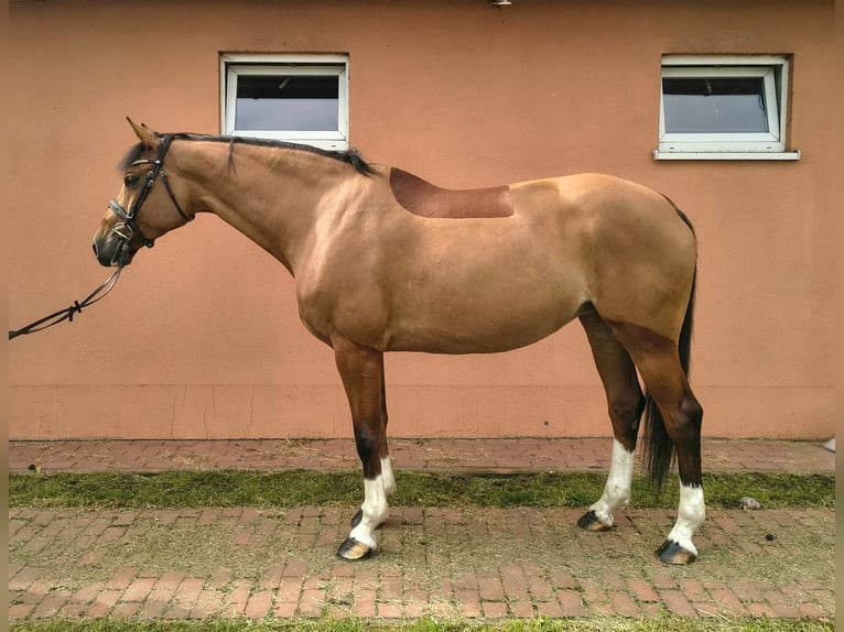 Anglo European Studbook Mare 6 years 17 hh Brown in Olsza