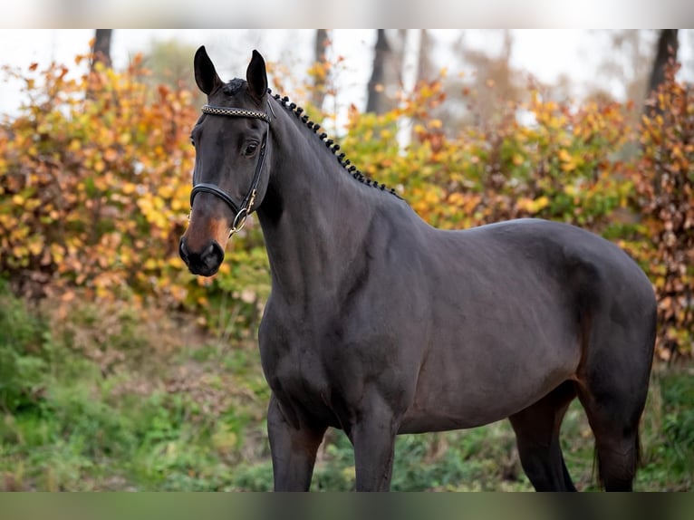 Anglo European Studbook Mare 6 years 9.2 hh Bay-Dark in Wijchmaal