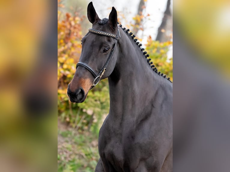 Anglo European Studbook Mare 6 years 9.2 hh Bay-Dark in Wijchmaal
