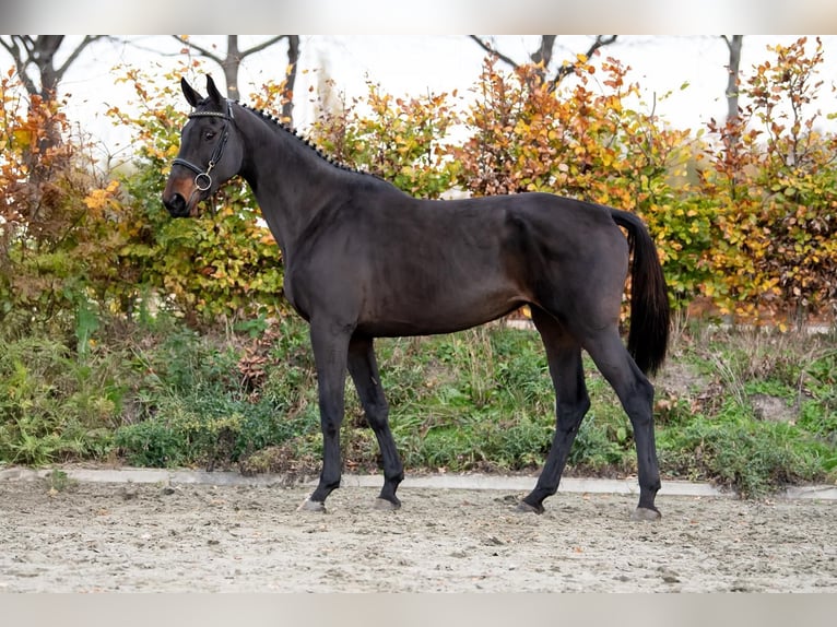 Anglo European Studbook Mare 6 years 9.2 hh Bay-Dark in Wijchmaal