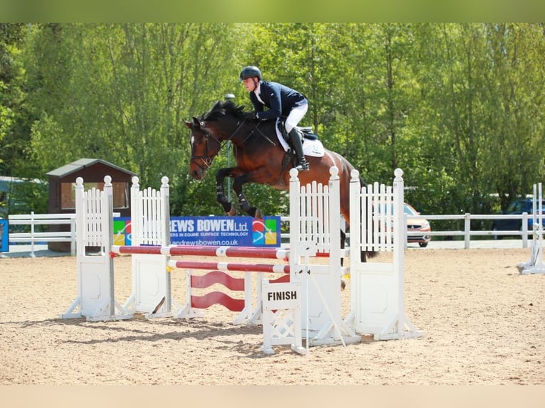 Anglo European Studbook Mare 6 years Bay in Gloucestershire