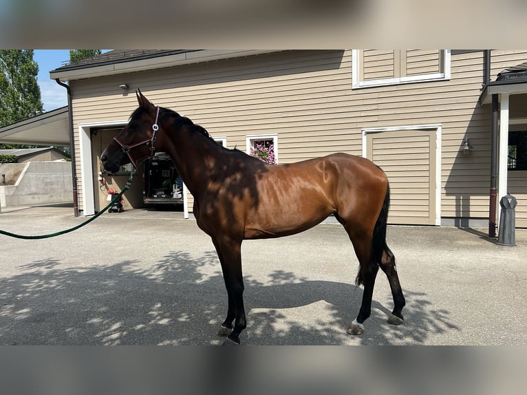 Anglo European Studbook Mare 6 years Brown in Pfyn Anglo European Studbook Mare 6 years Brown in Pfyn