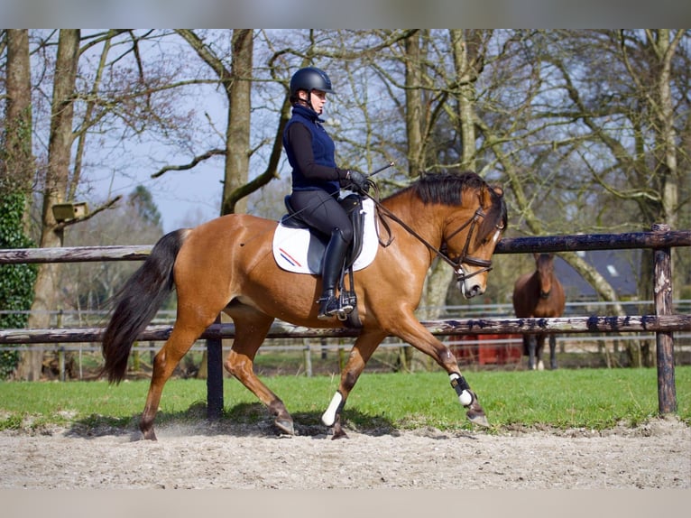 Anglo European Studbook Mare 7 years 14.1 hh Brown in Vaassen