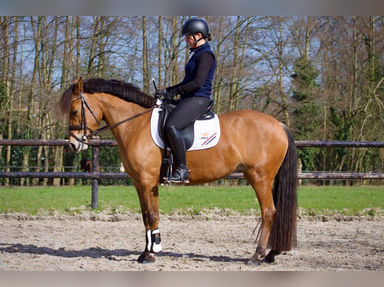 Anglo European Studbook Mare 7 years 14.1 hh Brown in Vaassen