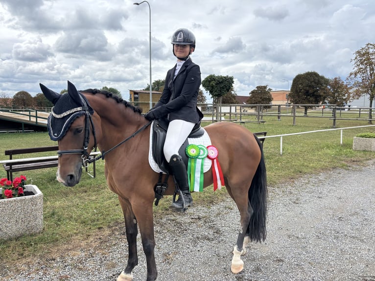 Anglo European Studbook Mare 7 years 14.2 hh Brown in Brno