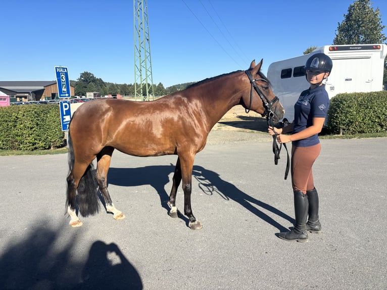 Anglo European Studbook Mare 7 years 14.2 hh Brown in Brno