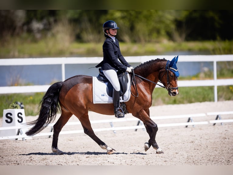 Anglo European Studbook Mare 7 years 14.2 hh Brown in Brno