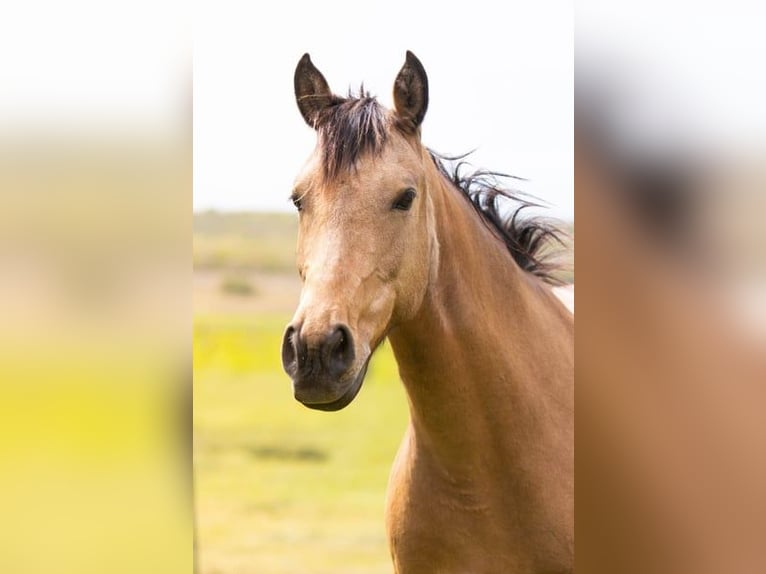 Anglo European Studbook Mare 7 years 14,2 hh Dun in Forcalquier