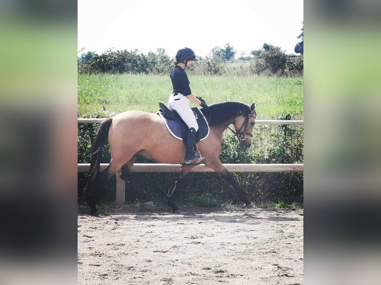 Anglo European Studbook Mare 7 years 14,2 hh Dun in Forcalquier