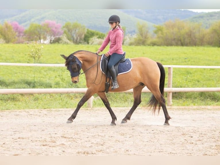 Anglo European Studbook Mare 7 years 14,2 hh Dun in Forcalquier