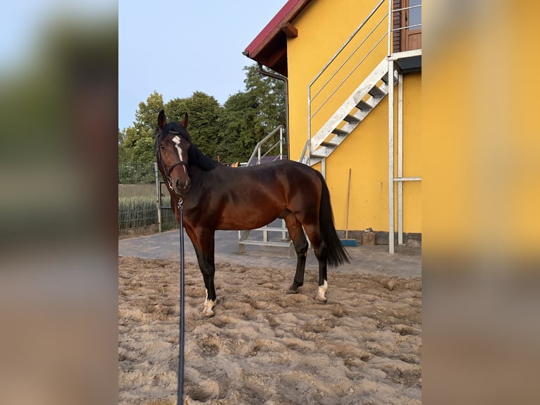 Anglo European Studbook Mare 7 years 15.1 hh Brown in Damasławek