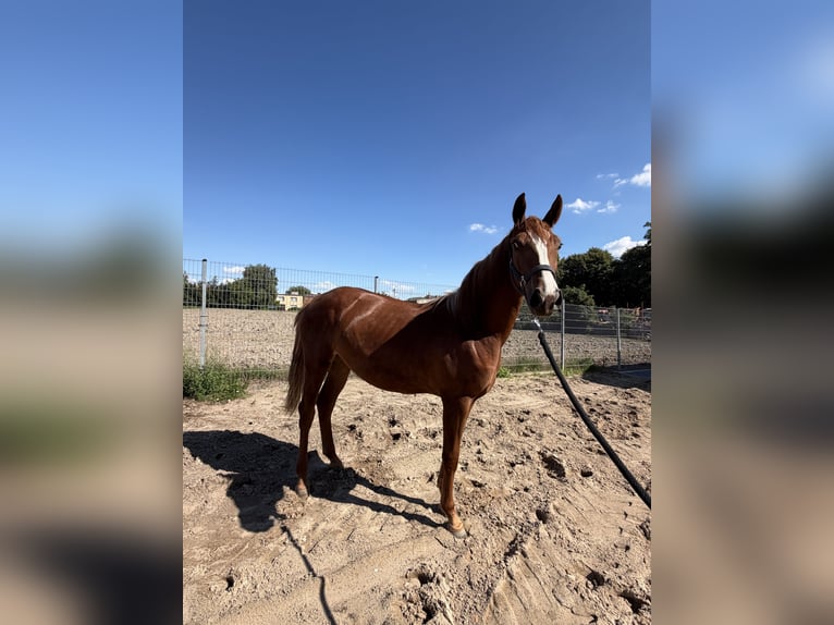 Anglo European Studbook Mare 7 years 15.1 hh Brown in Damasławek