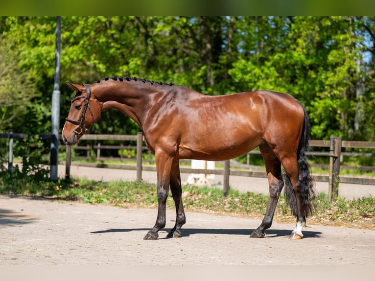 Anglo European Studbook Mare 7 years 15.2 hh Brown in Grote-Brogel