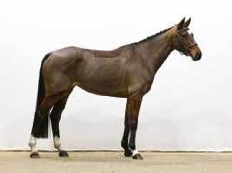 Anglo European Studbook Mare 7 years 15,2 hh Brown in Waddinxveen