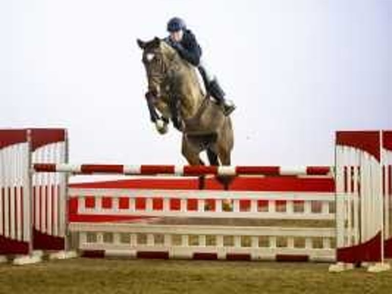 Anglo European Studbook Mare 7 years 15,2 hh Brown in Waddinxveen