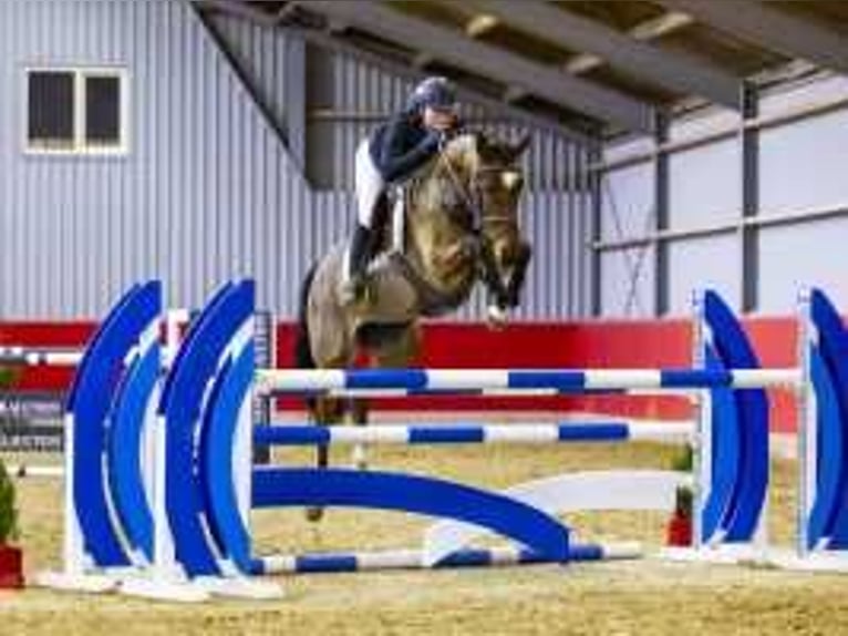 Anglo European Studbook Mare 7 years 15,2 hh Brown in Waddinxveen