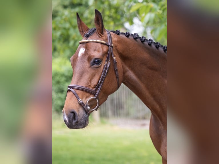 Anglo European Studbook Mare 7 years 15.3 hh Brown in Gossau SG