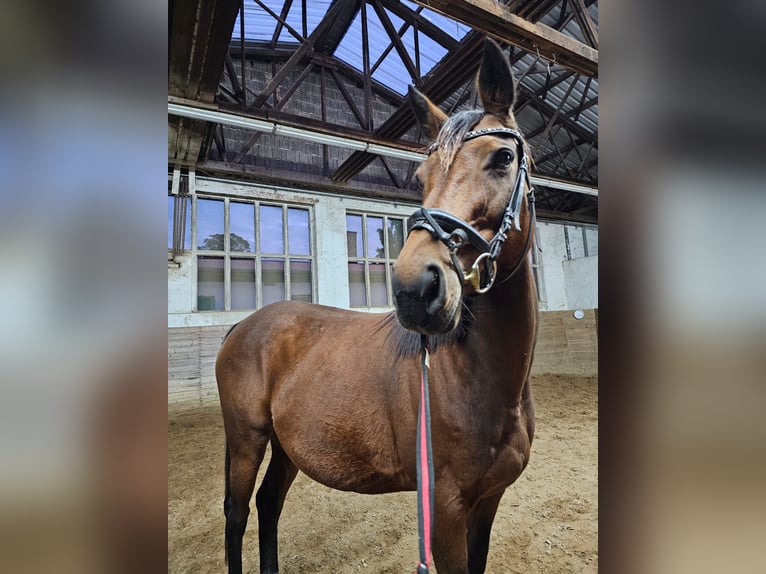 Anglo European Studbook Mare 7 years 15,3 hh Brown in Sperenberg