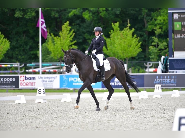 Anglo European Studbook Mare 7 years 16,1 hh Black in Sint-Gillis-Waas