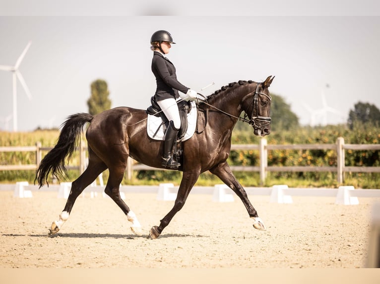 Anglo European Studbook Mare 7 years 16,1 hh Black in Sint-Gillis-Waas