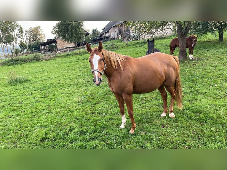 Anglo European Studbook Mare 7 years 16,1 hh Chestnut-Red in Höxter