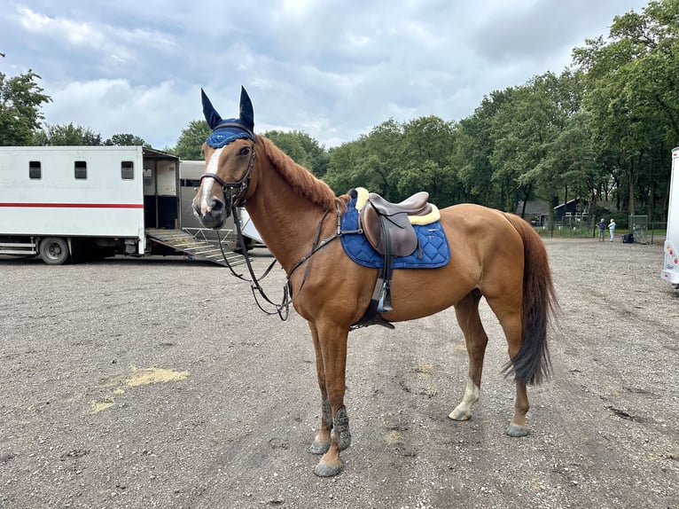 Anglo European Studbook Mare 7 years 16,1 hh Chestnut-Red in Breda