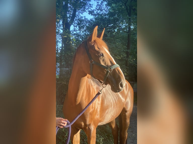 Anglo European Studbook Mare 7 years 16,1 hh Chestnut-Red in Breda