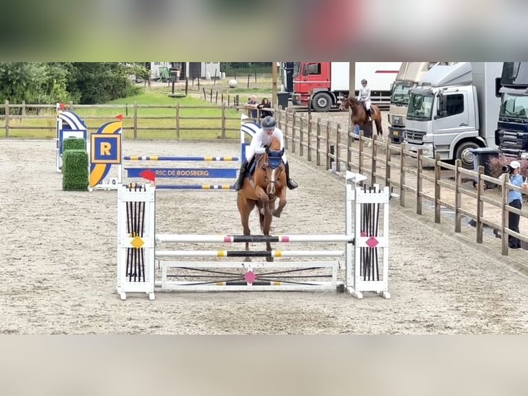 Anglo European Studbook Mare 7 years 16,1 hh Chestnut-Red in Breda