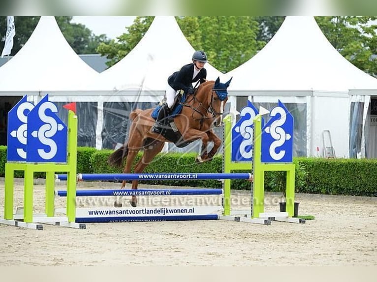 Anglo European Studbook Mare 7 years 16,1 hh Chestnut-Red in Breda