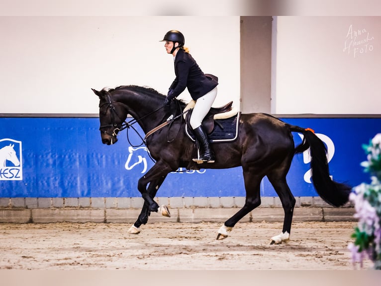 Anglo European Studbook Mare 7 years 16,1 hh Smoky-Black in Michalowice