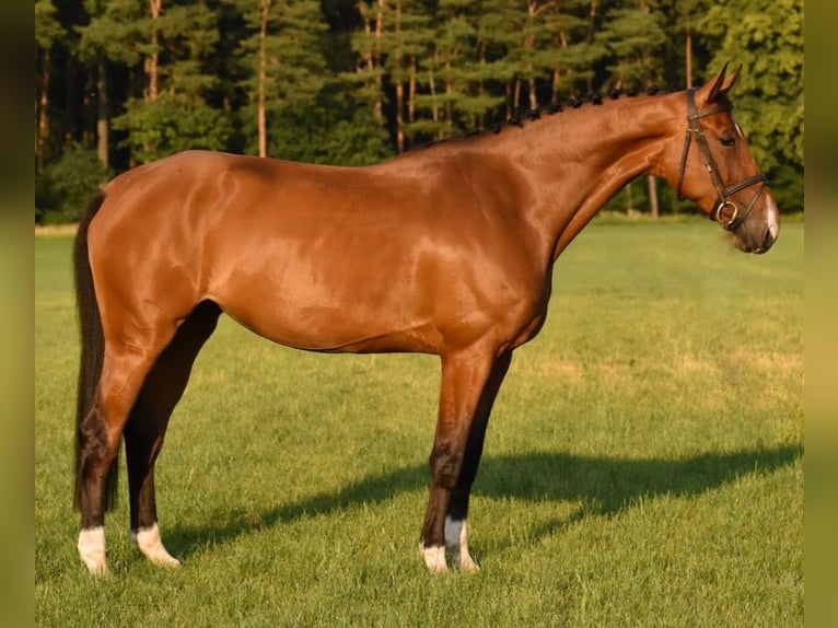 Anglo European Studbook Mare 7 years 16,3 hh Brown in Lüchow