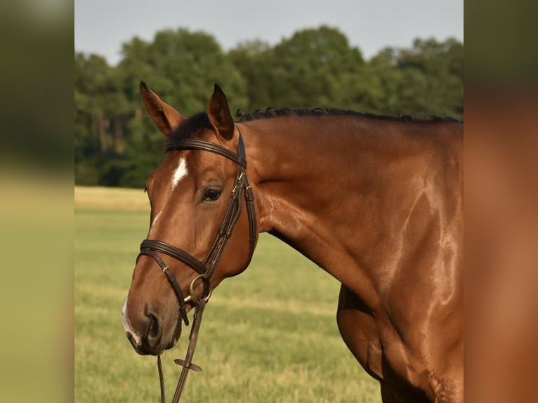 Anglo European Studbook Mare 7 years 16,3 hh Brown in Lüchow