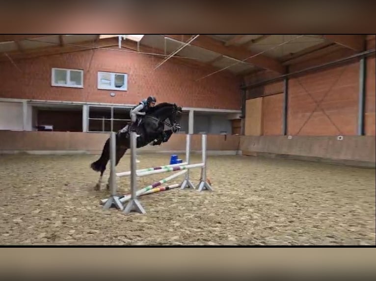 Anglo European Studbook Mare 7 years 16 hh Bay-Dark in Darmstadt